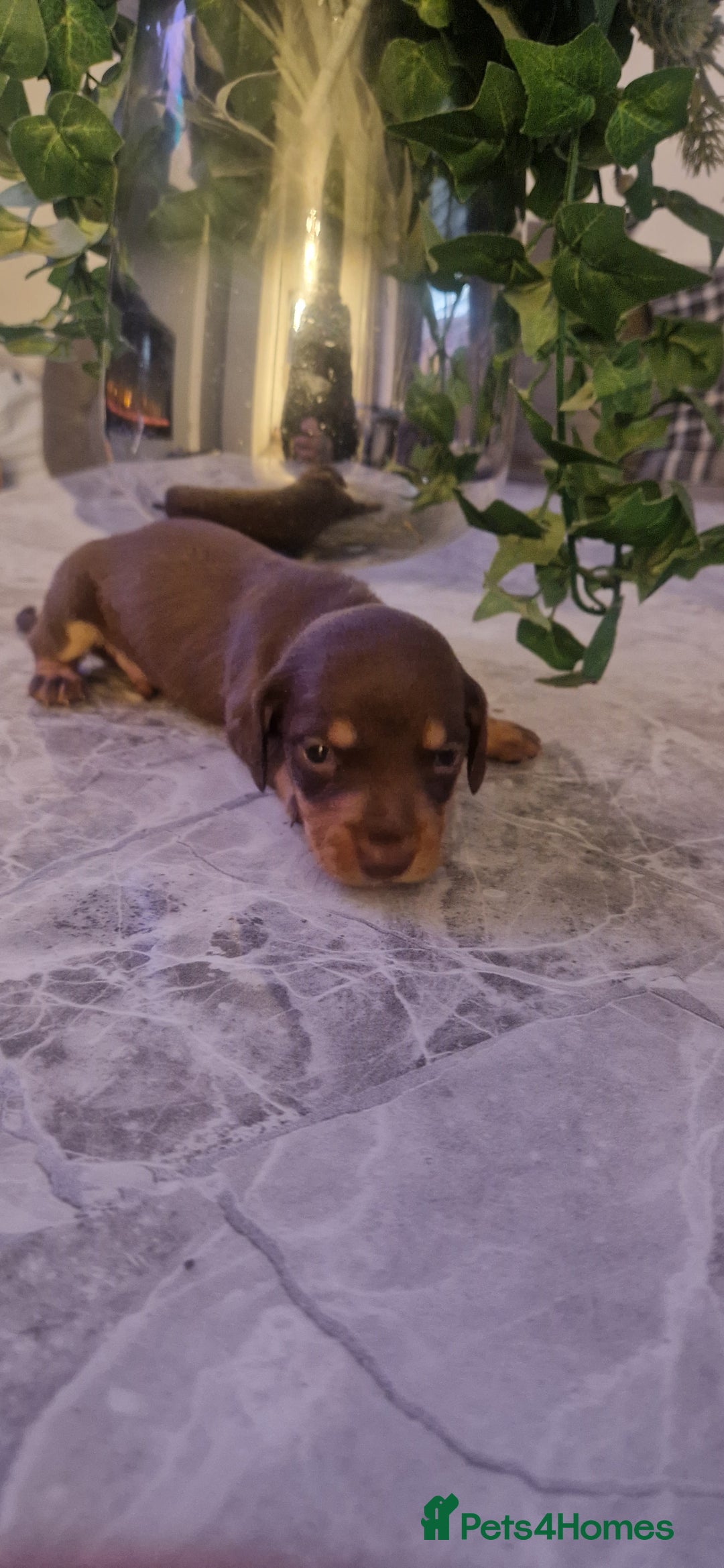 Dachshund dogs for sale: Dachshund puppies  - Advert 5