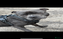 Staffordshire Bull Terrier dogs for sale: Reggie - 2 year old blue/brindle staffy  - Image 6