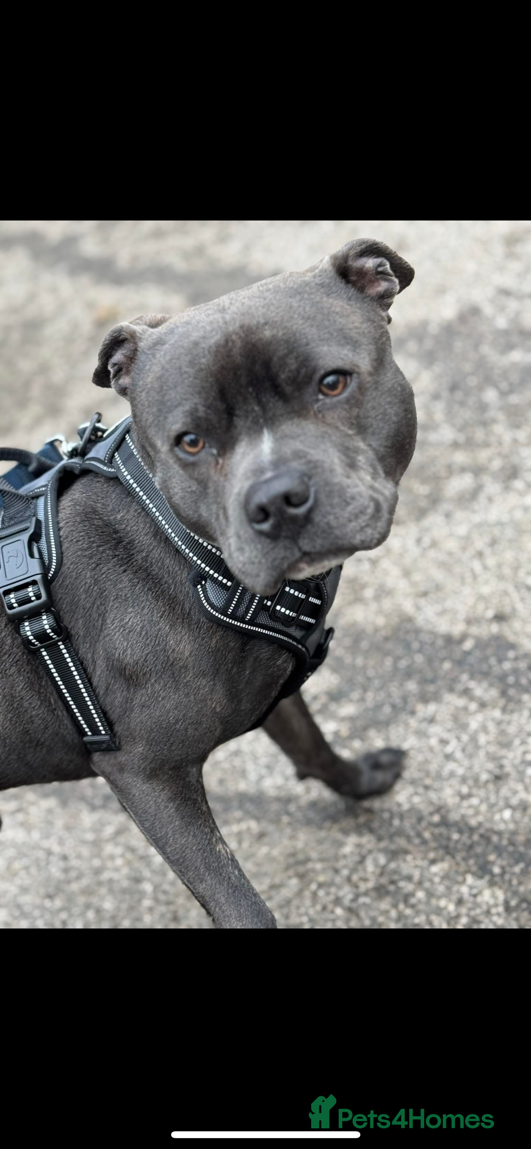 Staffordshire Bull Terrier dogs for sale: Reggie - 2 year old blue/brindle staffy  - Image 6