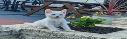 Turkish Angora cats for sale: Beautiful, Healthy-looking Turkish Angora kitten! - Advert 2