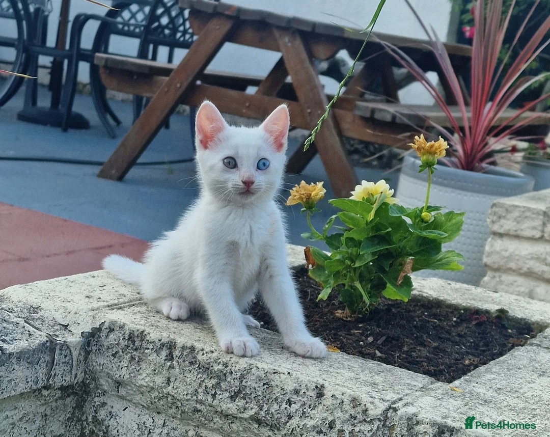 Turkish Angora cats for sale: Beautiful, Healthy-looking Turkish Angora kitten! - Advert 2