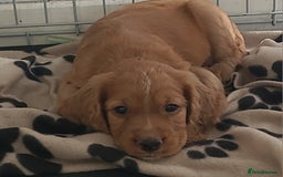 Cocker Spaniel dogs for sale: Working cocker spaniels READY NOW - Image 8