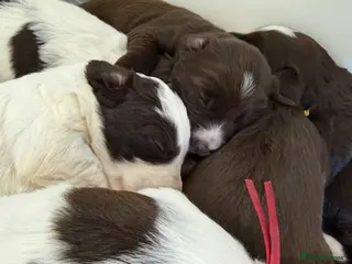 Mixed Breed dogs Miniature Mega Coat Schnockerpoo - Advert 1