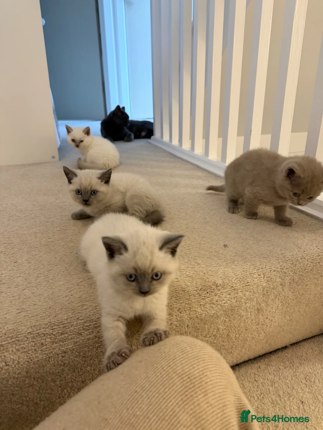 British Shorthair cats for sale: Stunning Pedigree Kittens | DNA Clear in Glasgow - Advert 1