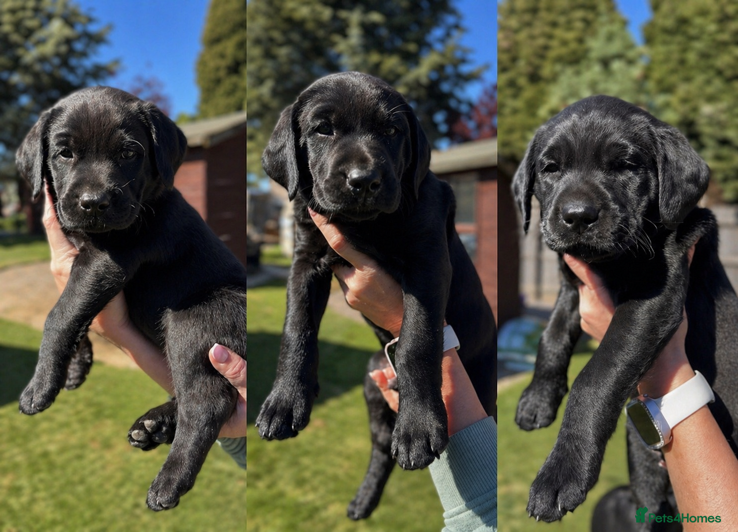 Labrador Retriever dogs 🌟🌟🌟🌟🌟5 star Labrador Retrievers 🌟🌟🌟🌟🌟 - Advert 11