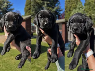 Labrador Retriever dogs 🌟🌟🌟🌟🌟5 star Labrador Retrievers 🌟🌟🌟🌟🌟 - Advert 15