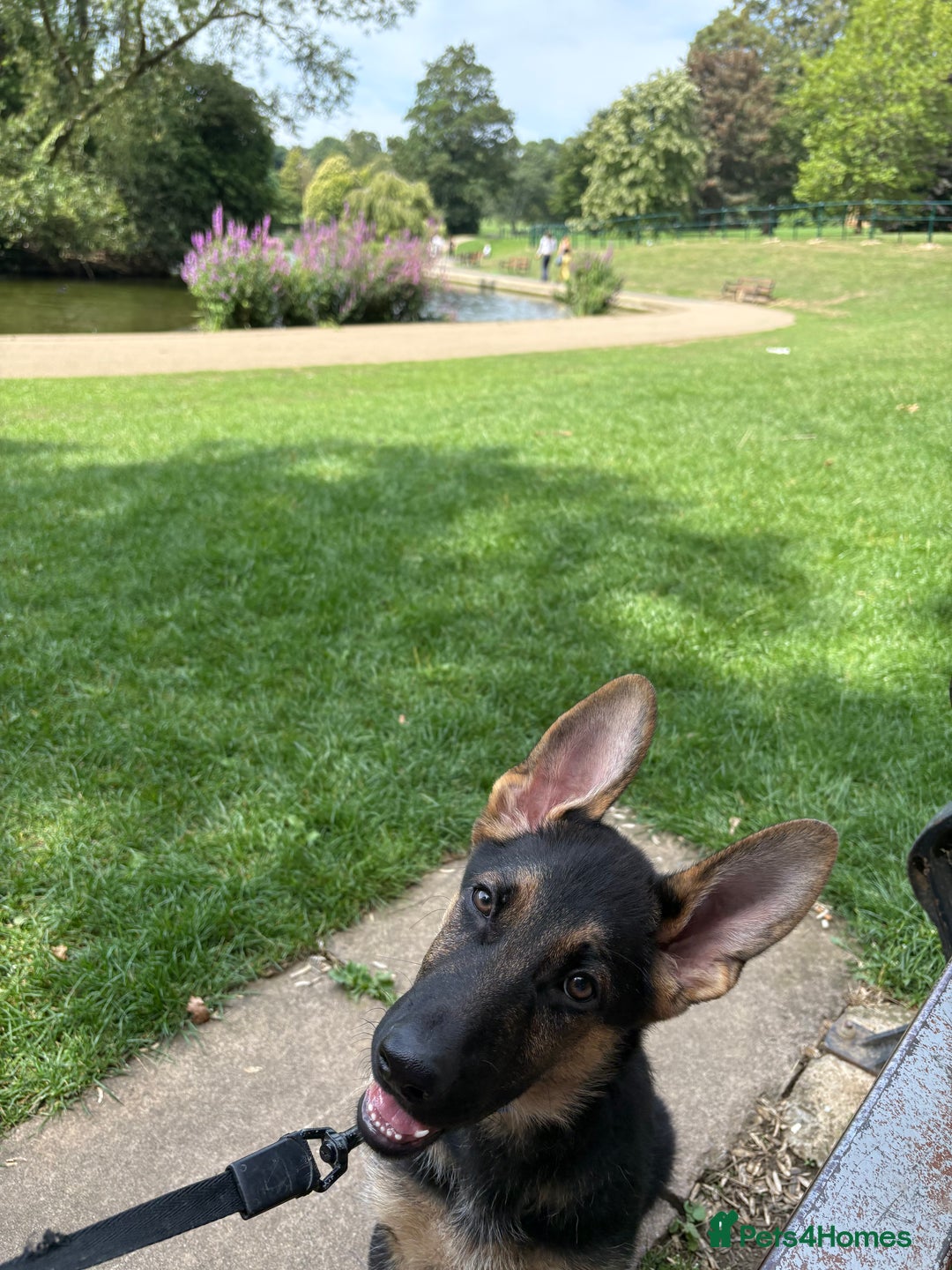 German Shepherd dogs for sale: Beautiful Black and Tan boy Bear  - Image 9
