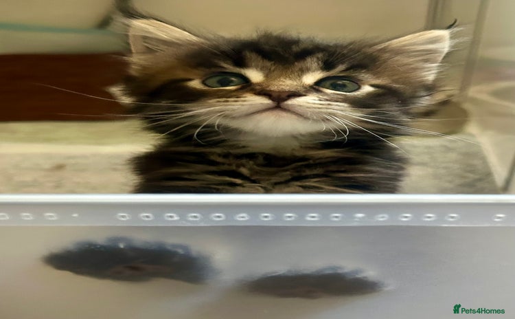 Maine Coon cats - Advert 3