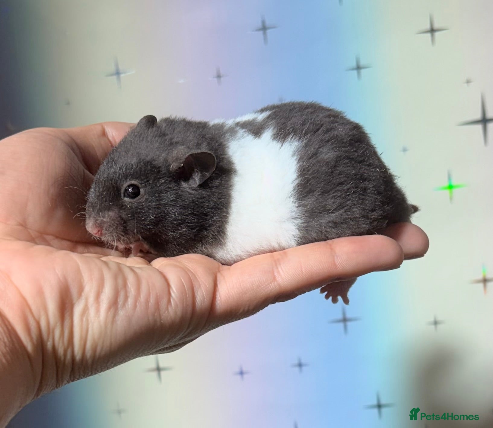 Hamster rodents BABY TAME PEDIGREE SYRIAN HAMSTERS  - Advert 1