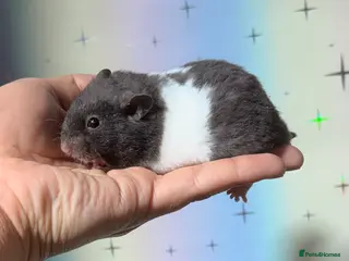 Hamster rodents BABY TAME PEDIGREE SYRIAN HAMSTERS - Advert 5