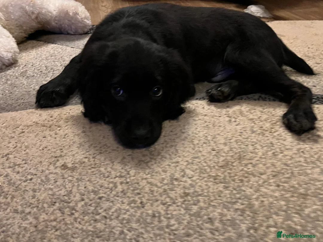 Mixed Breed dogs for sale: Flat coat retriever/spaniel x sprocker  - Advert 5