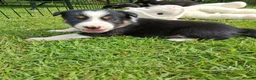 Border Collie dogs for sale: Stunning Collie puppies from working parents in Belper - Advert 15