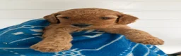 Cockapoo dogs for sale: Health tested 4 red F1b cockapoo  - Advert 26