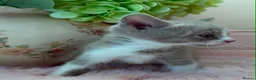 Scottish Fold cats for sale: Stunning Scottish fold & Selkirk Rex kitten  - Advert 9