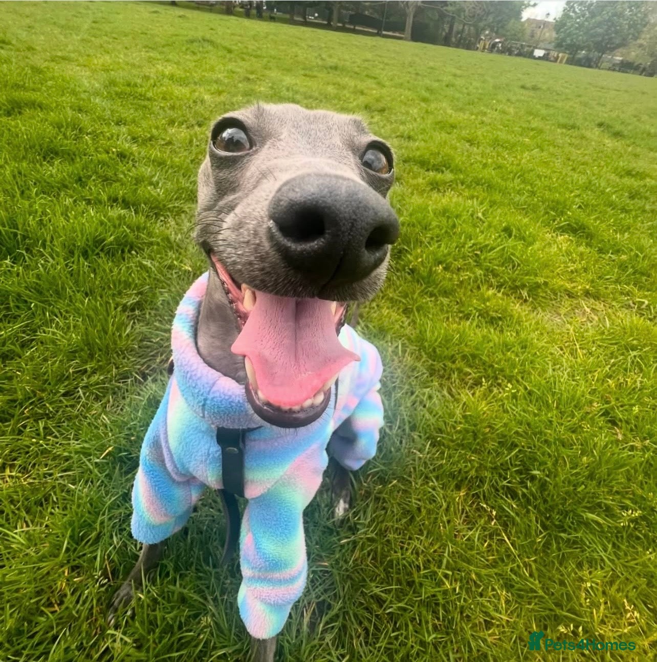 Italian Greyhound dogs Loving Home Needed for The Best Italian Greyhound  - Advert 15