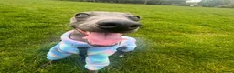 Italian Greyhound dogs for sale: Loving Home Needed for The Best Italian Greyhound  - Advert 1