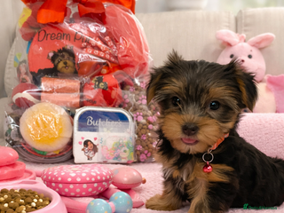 Yorkshire Terrier dogs Beautiful 2 Girls Yorkshire Terrier Pedigree - Advert 4