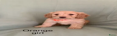 Cockapoo 3