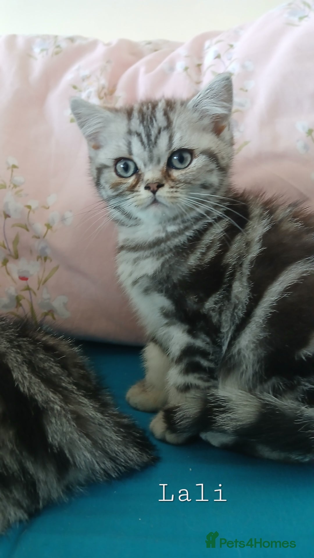 British Shorthair cats for sale: Bsh. Silver Tabby Classic .GCCF . - Advert 15