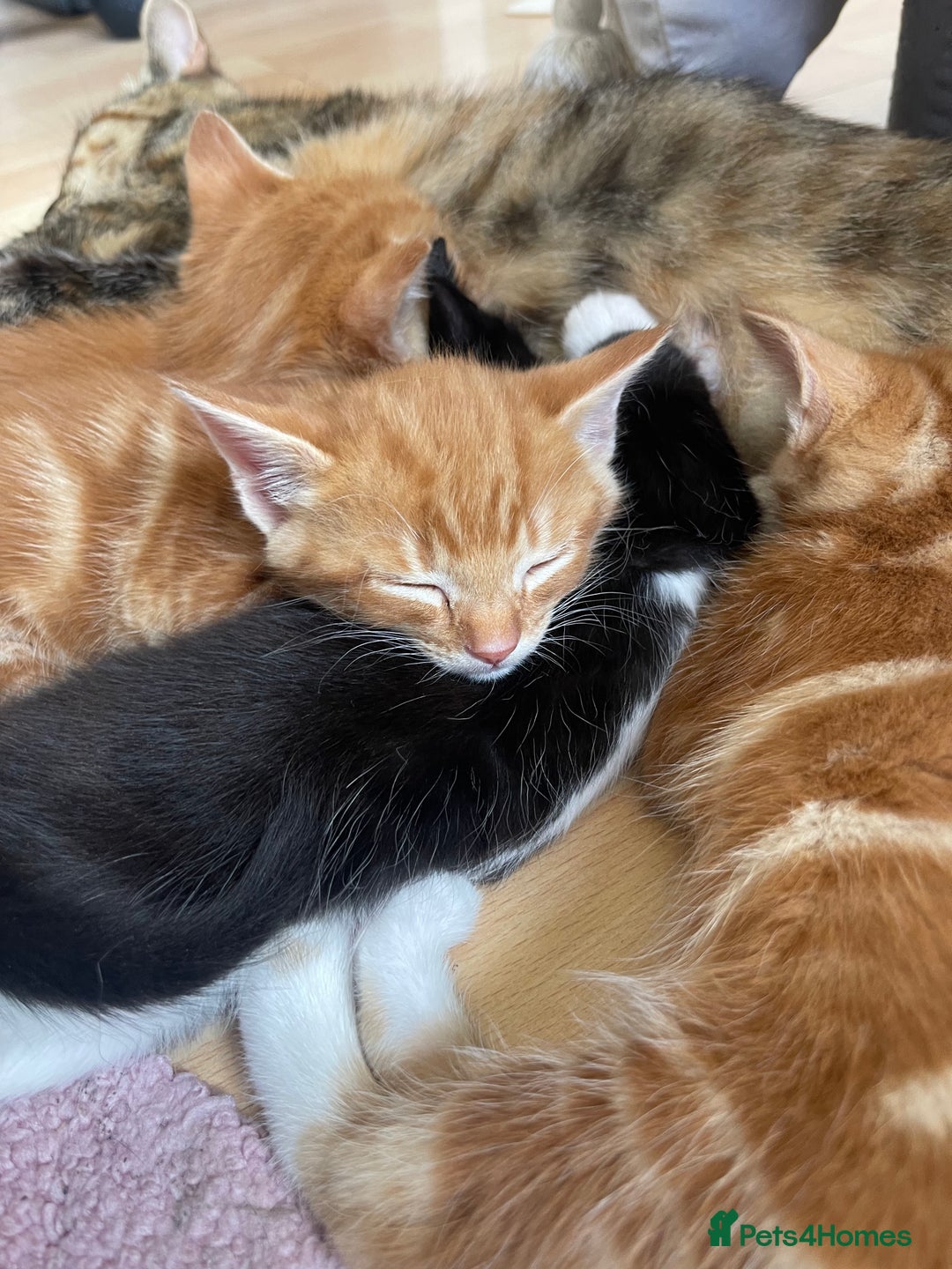 American Shorthair cats for sale: 4 male kittens for sale! - Image 28