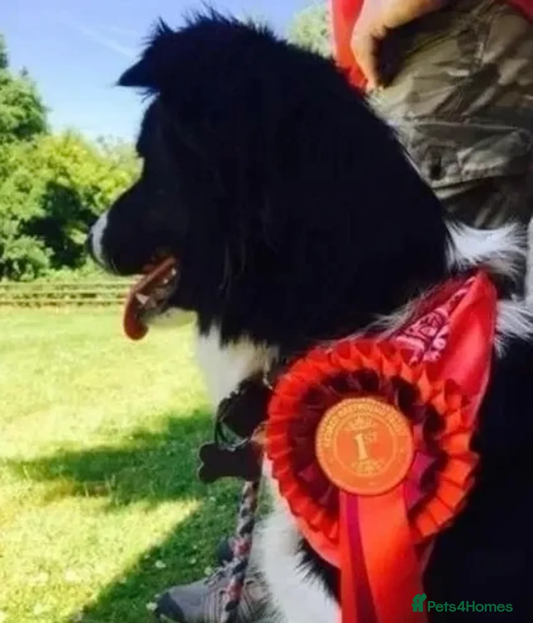 Border Collie dogs for sale: REGISTERED HEALTH TESTED BORDER COLLIE PUPS - Advert 2