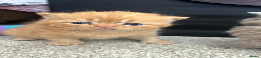 British Shorthair Kitten 4