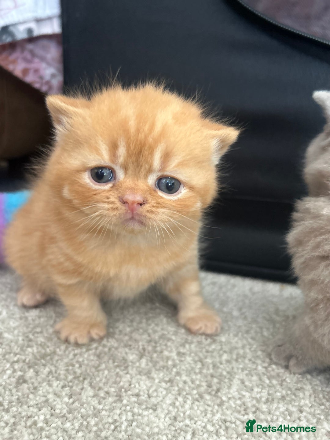 British Shorthair cats for sale: TICA Registered British Shorthair Kittens - Image 13