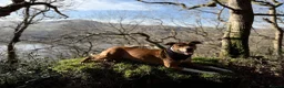 Mixed Breed dogs for sale: Nala - beautiful family dog  - Advert 5