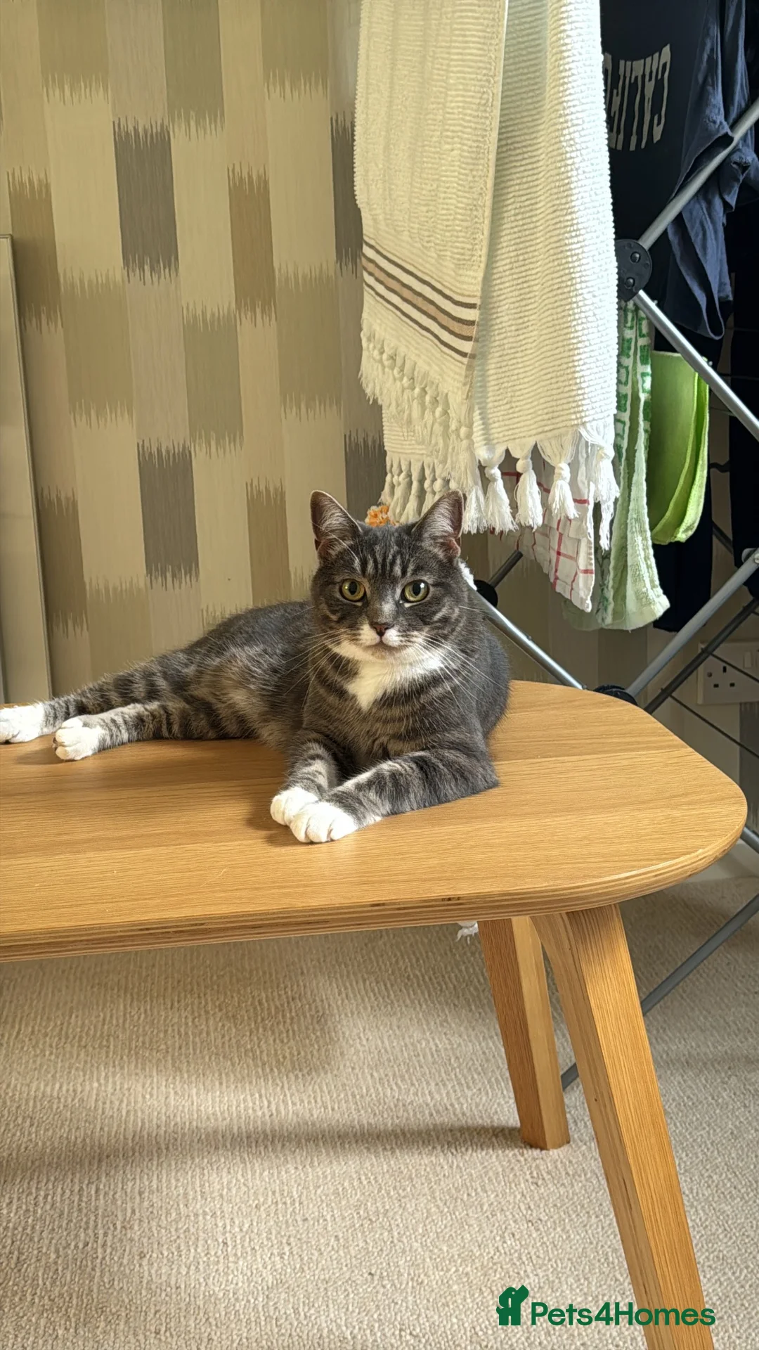 Mixed Breed cats for sale: Beautiful Cat Looking for a Loving Home 🐾 - Advert 1