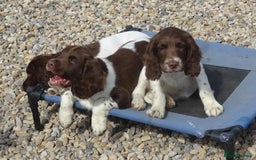 English Springer Spaniel dogs for sale: English Springer Spaniel Puppy 2 - English Springer Spaniel Puppies - Image 6