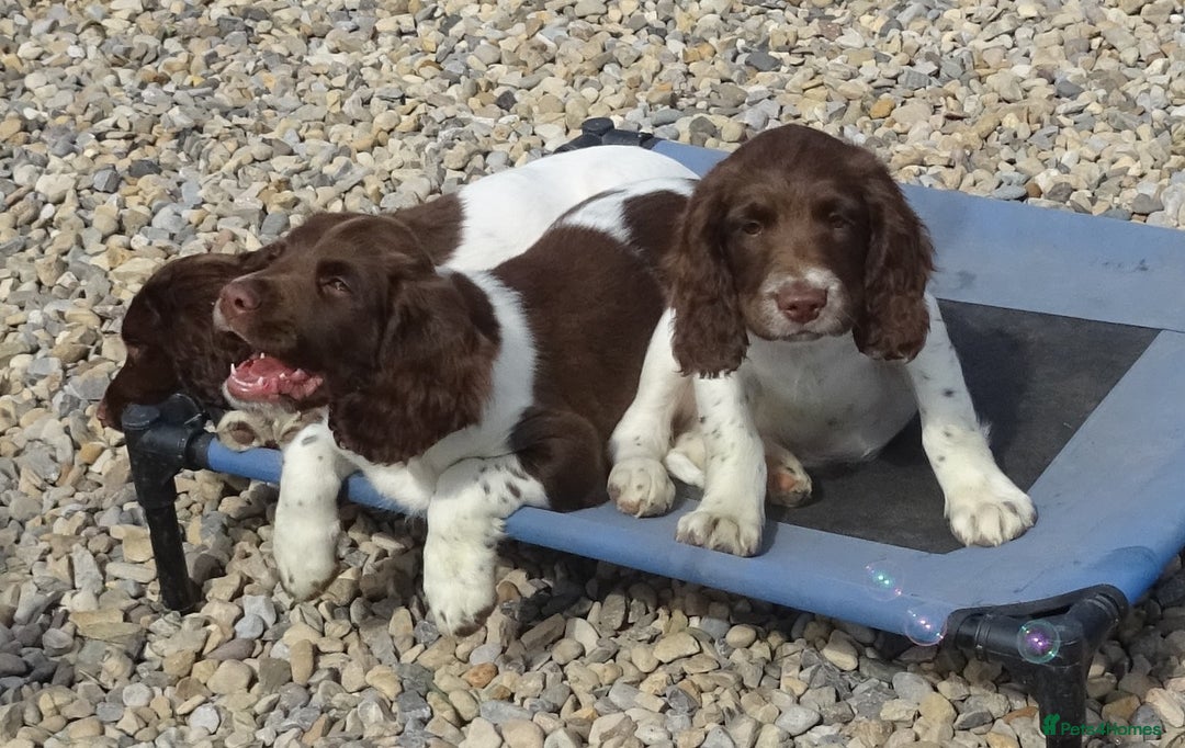 English Springer Spaniel dogs for sale: English Springer Spaniel Puppy 2 - English Springer Spaniel Puppies - Image 6