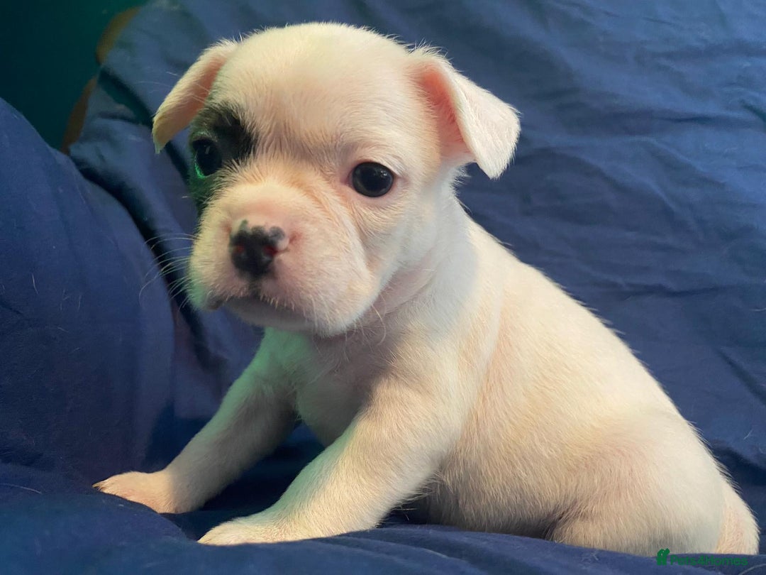 French Bulldog dogs for sale: 7 frenchies £500 to £800 each - Image 14
