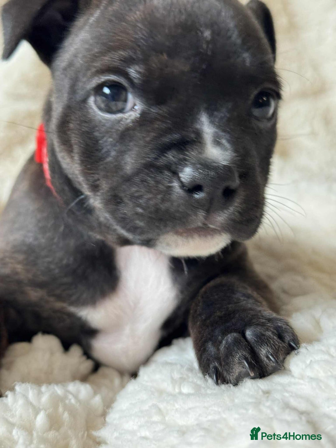 Staffordshire Bull Terrier dogs for sale: Kc registered Staffordshire bull terriers - Advert 18