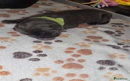 Cane Corso dogs for sale: 8 beautiful cane corsos  - Image 12