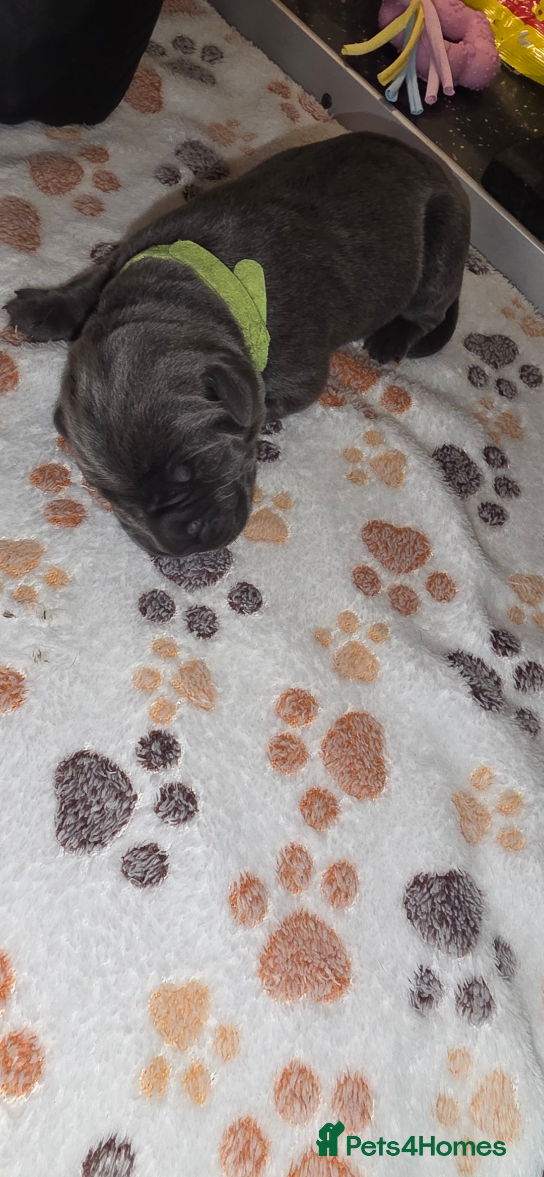 Cane Corso dogs for sale: 8 beautiful cane corsos  - Image 12