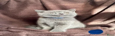 British Shorthair 2 - blue 