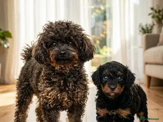 Toy Poodle dogs Rare Phantom 100% Asian Toy Poodle Boy 🐩 - Advert 20