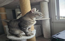 Mixed Breed cats for adoption: Tessa the tabby. Norwich Norfolk  - Image 3