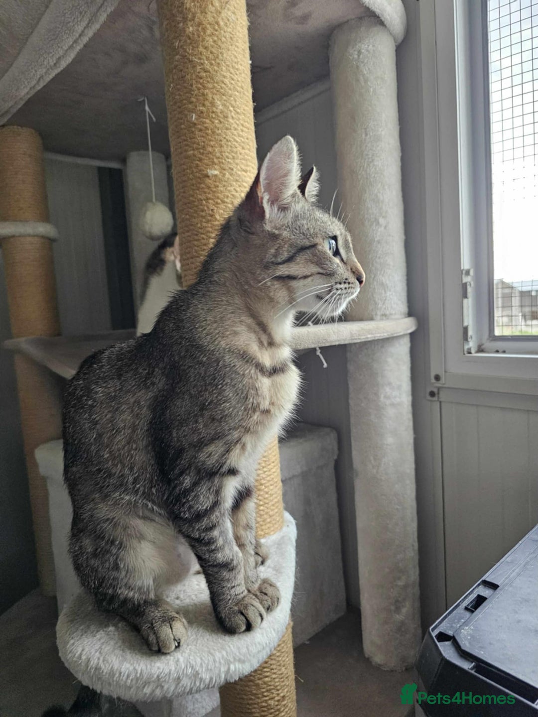 Mixed Breed cats for adoption: Tessa the tabby. Norwich Norfolk  - Image 3