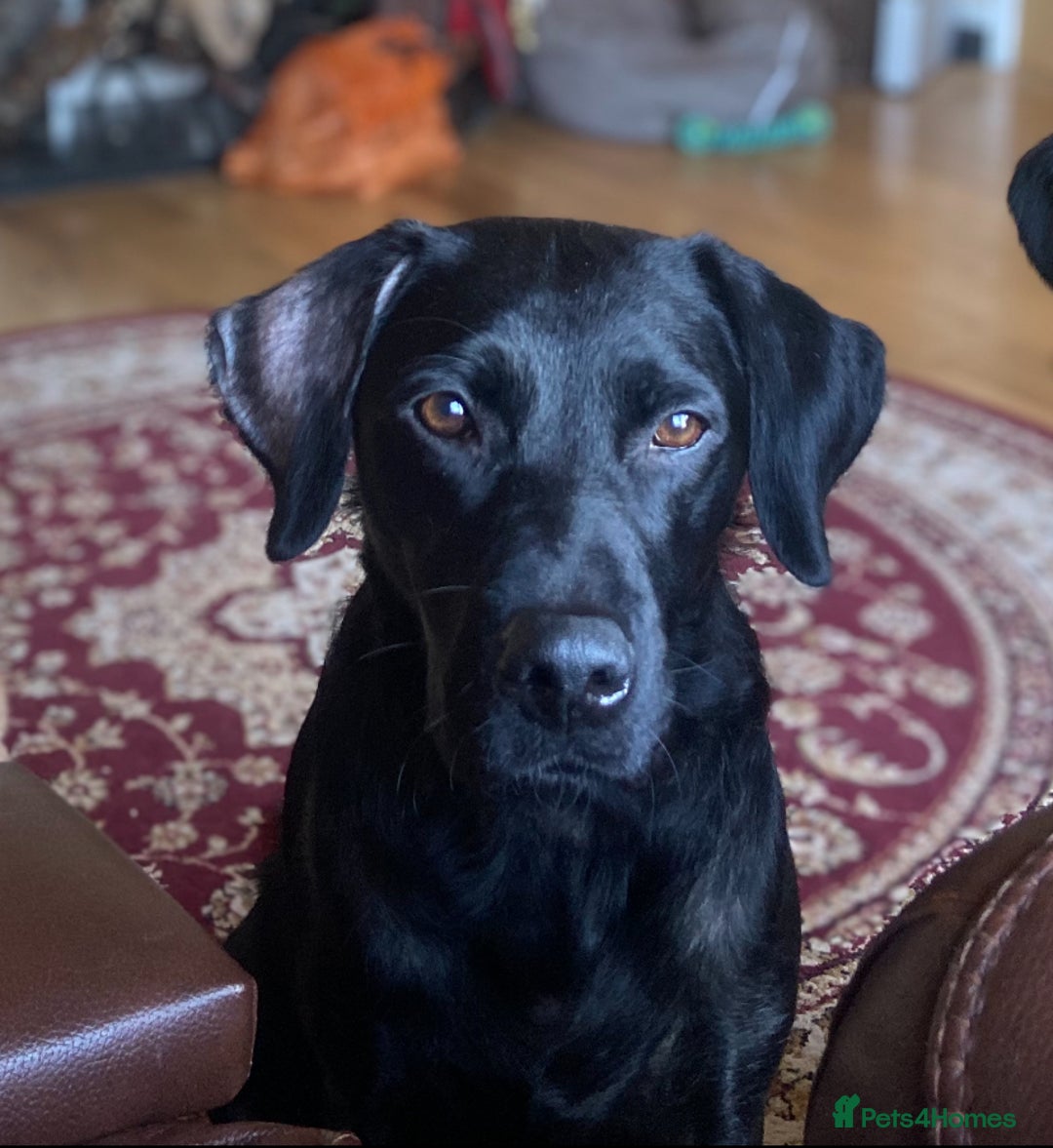 Labrador Retriever dogs for sale: Labrador Puppys ready for homes now - Advert 1
