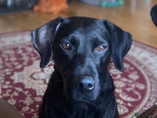 Labrador Retriever dogs Labrador Puppys ready for homes now - Advert 2