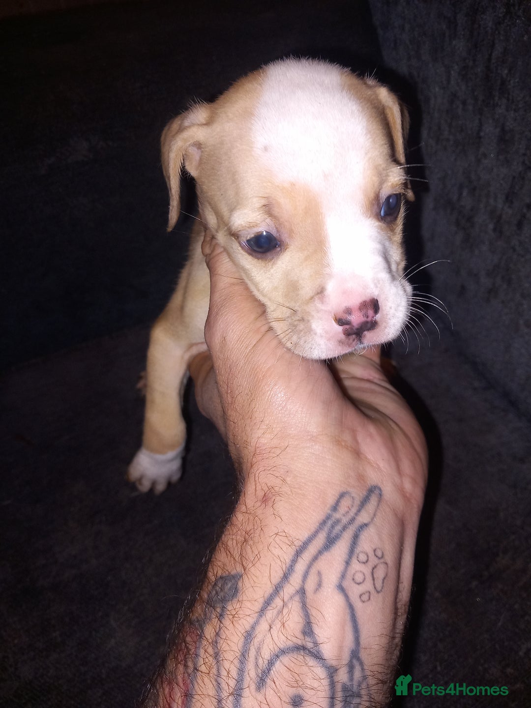 American Bulldog dogs for sale: Mr a FORD  - Advert 17