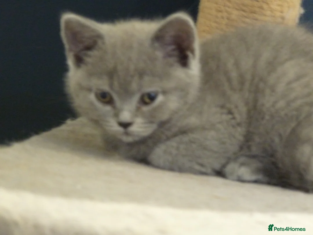 British Shorthair cats for sale: four beautiful british shorthair kittens for sale - Advert 7