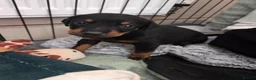 Dobermann dogs for sale: 1 girl,2 boys left!! Dobermann x Rottweiler) - Advert 9