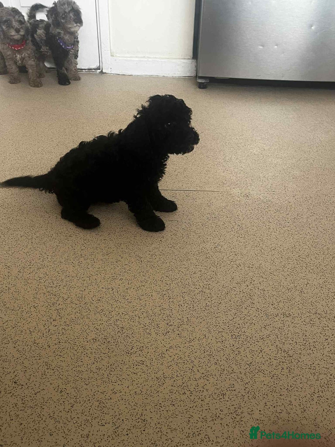 Cockapoo dogs for sale: BEAUTIFUL COCKAPOO PUPPIES LOOKING FOR LOVING HOME - Image 4