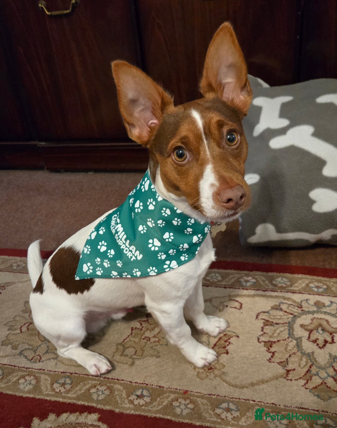 Jack Russell dogs for stud: Jack Russell for stud - Advert 5