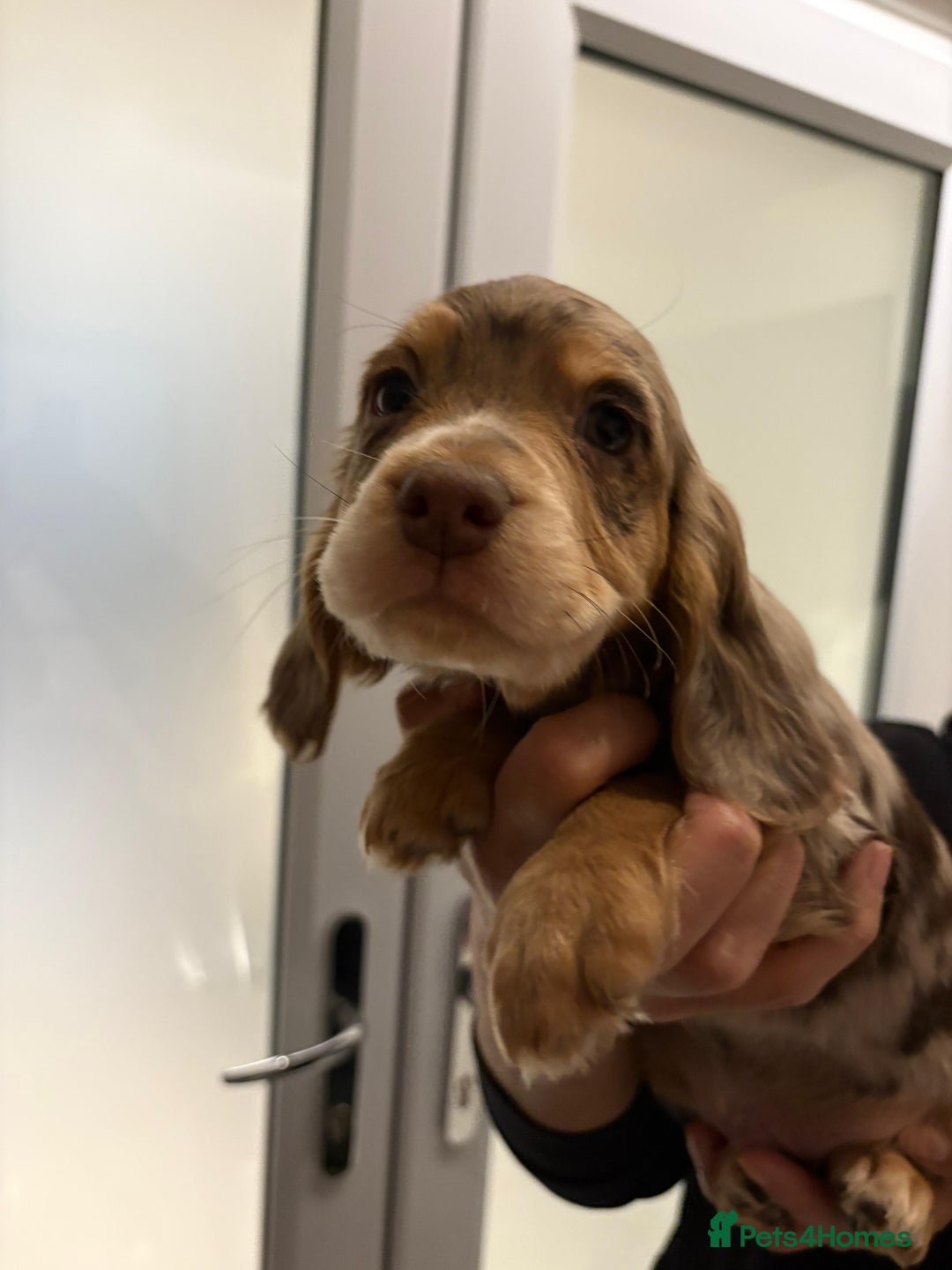Cocker Spaniel dogs for sale: Show type KC and DNA health tested parents  - Advert 18