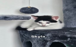 Mixed Breed cats for sale: 3 boys 2 girls - Image 14