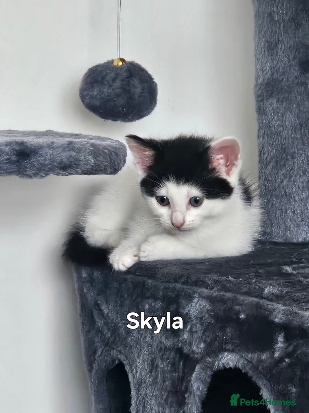 Mixed Breed cats for sale: 3 boys 2 girls - Image 14
