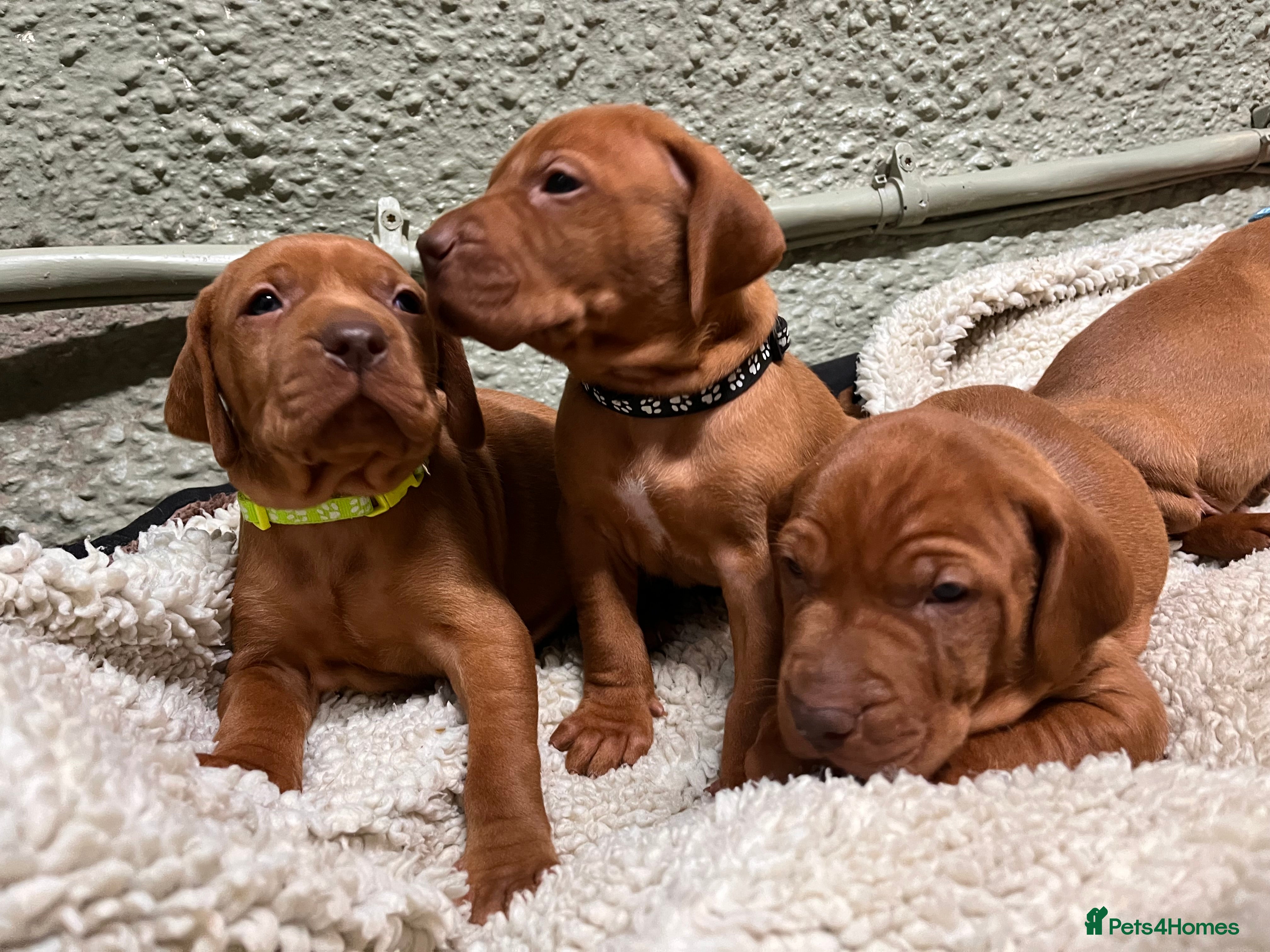 Hungarian Vizsla dogs Stunning Vizsla Puppies  - Advert 1